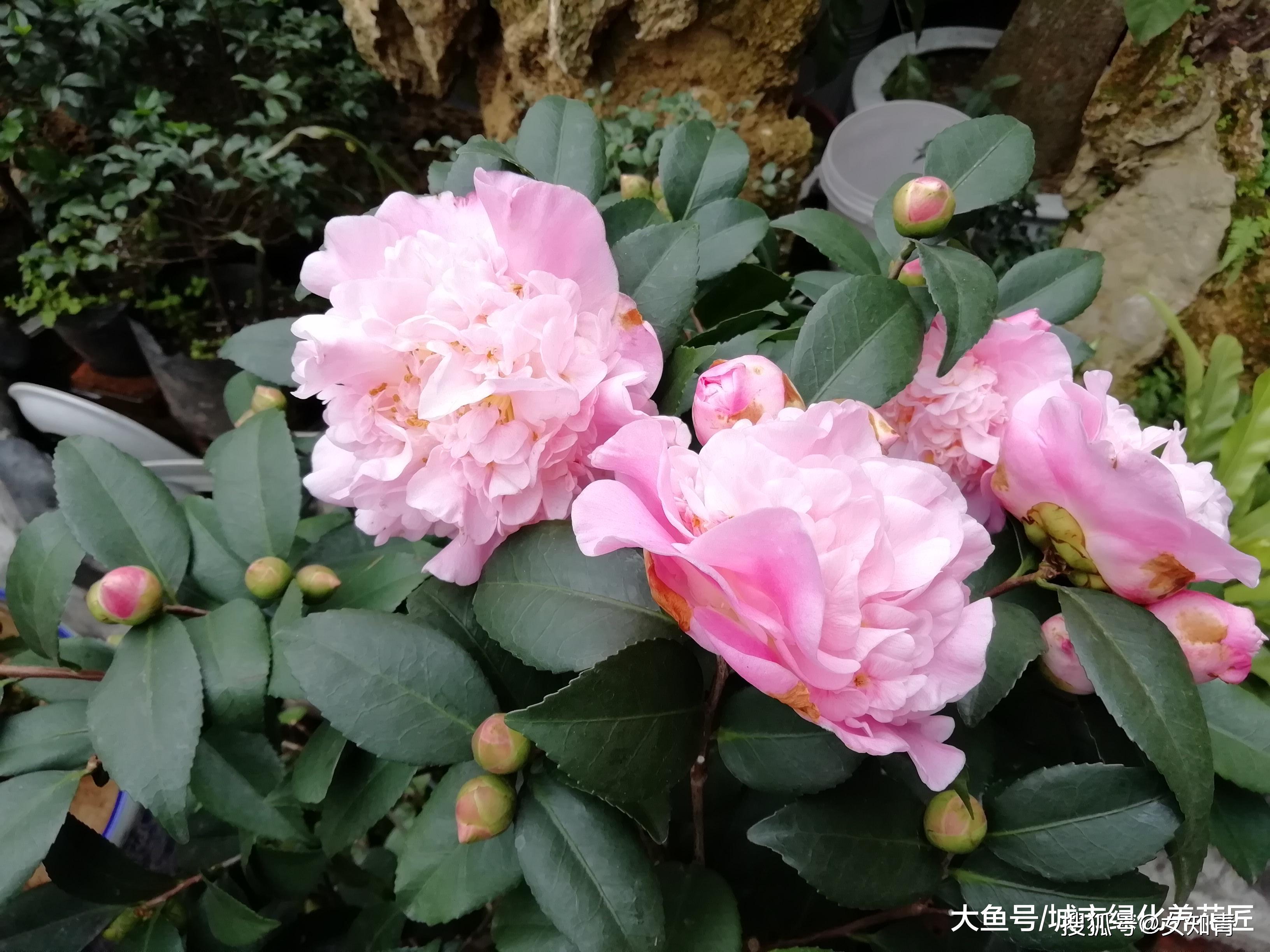 如何挑选茶花苗 372e34594597485fb74fb34d4031b158.jpeg