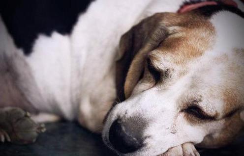 如何给狗狗做一个健康的狗粮 39ebbb92464840169a914d4b0f19a4bf.jpeg