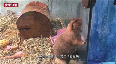 北京:多商场内设动物园卫生条件堪忧动物扎堆圈养有安全隐患