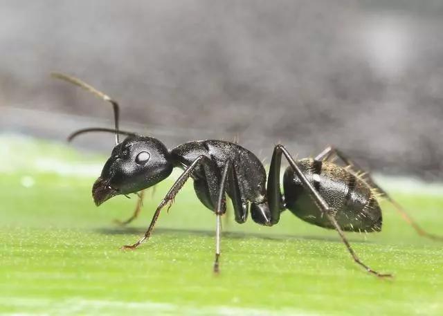 蚂蚁不是二维生物,神秘的高维空间就存在于它体内