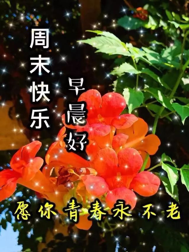 星期天最新漂亮早上好动态美图鲜花带字,早晨好幸福暖