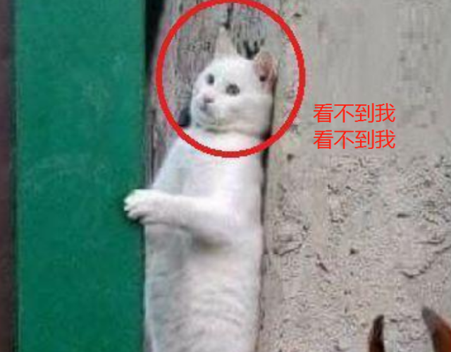 原创当猫咪遇到杜宾犬,吓得躲在墙角瑟瑟发抖,网友:表情包限定