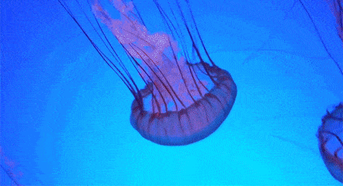 789c4344cc2e4457bb9a00867e96919e.gif