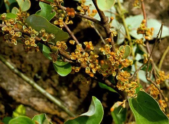 婆婆丁的功效及禁忌 967baa65f79d430b9b4e95d59b79882b.jpeg