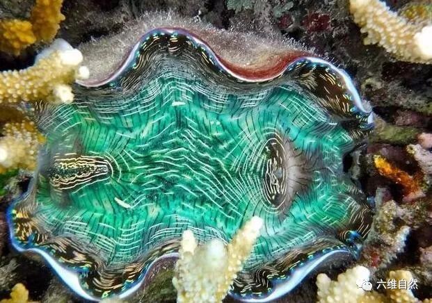 世界上最大贝壳,有"食人蚌"之称,却被车成珠子,已成易危物种