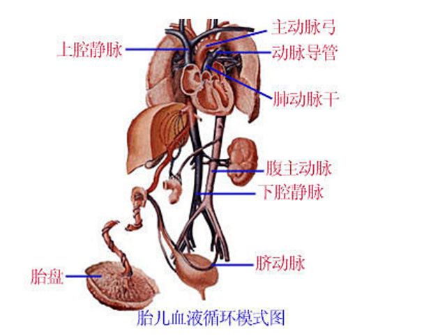 解剖图全身的器官