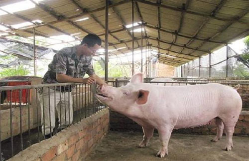 明明市场猪肉缺口较大，猪价为啥不涨反跌？ 
