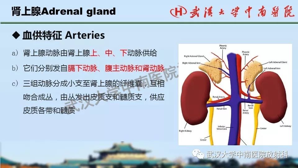 肾上腺形态,功能及良恶性肿瘤ct影像诊断