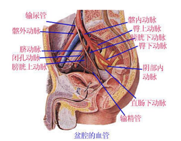 动脉内衣_动脉粥样硬化图片