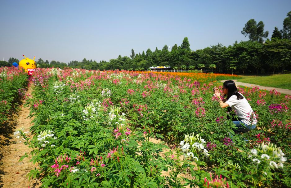 近几年,里水已形成万顷园艺世界,南海花博园,梦里水乡百花园,宏岗花卉