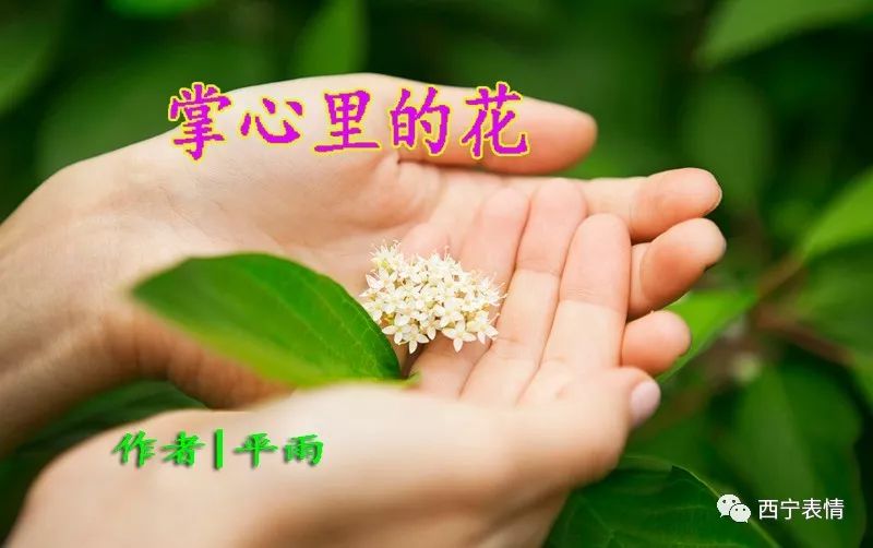 平雨/掌心里的花