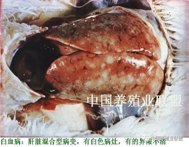 鸡淋巴细胞白血病禽白血病——肉瘤病毒群病毒引起的多种肿瘤性病的