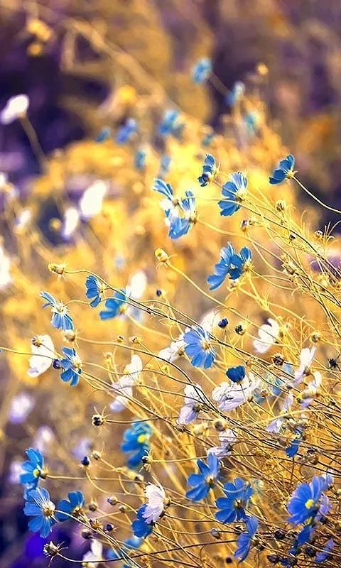 季羡林留德日记 | 圣诞节:热闹是他们的(第160期