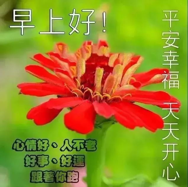 星期一最新漂亮早上好动态美图鲜花带字,早晨好幸福暖