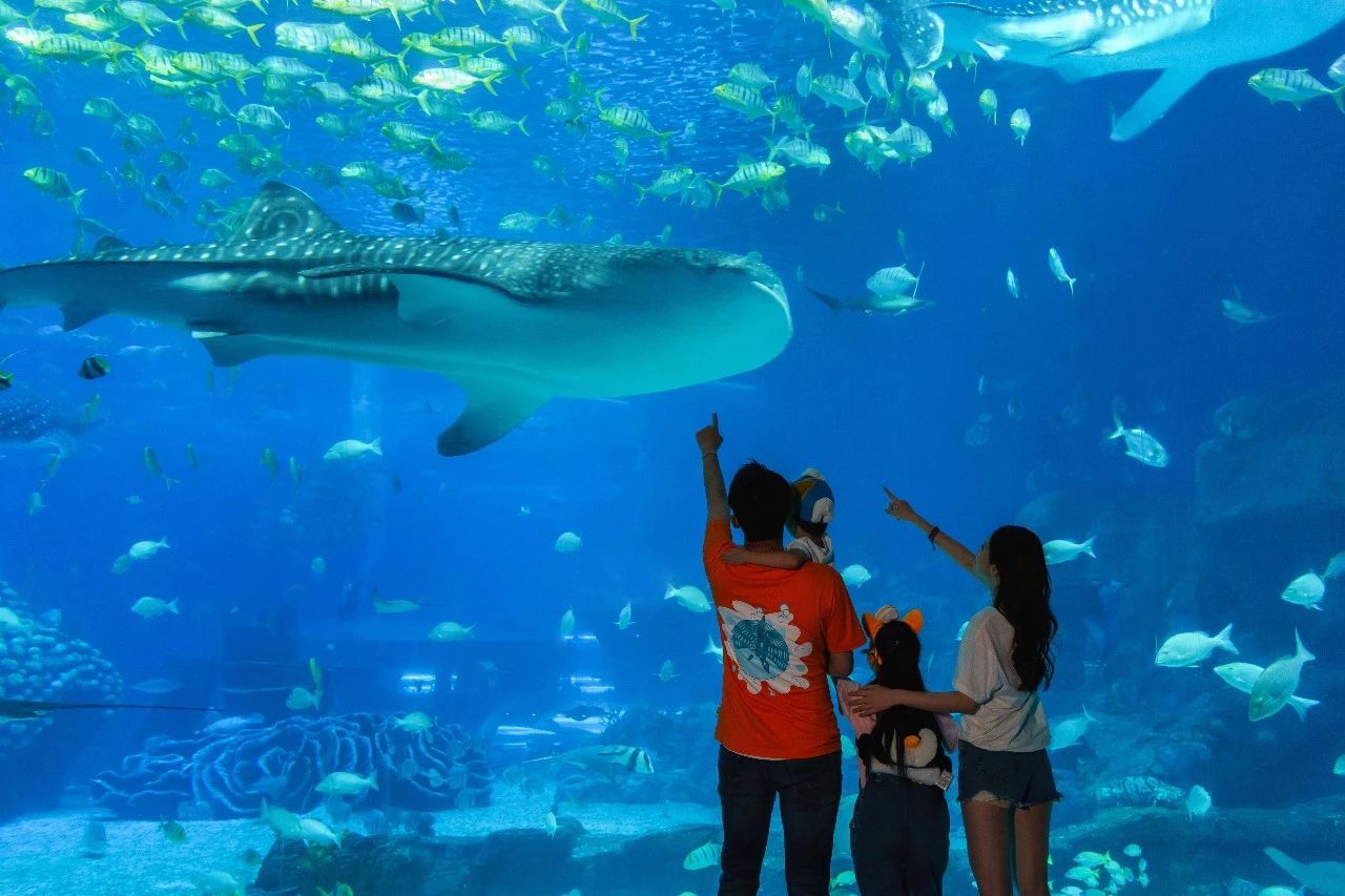 海底动物怎么折 1a826d5b12e44be691cef389f36f625b.jpeg