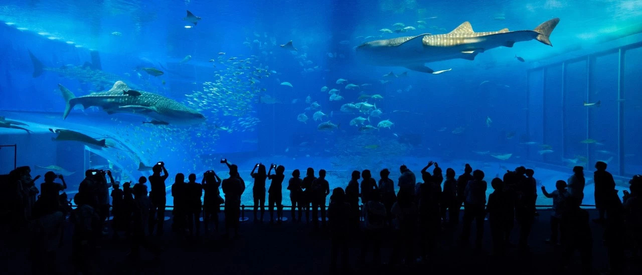 水族有多少人口_三月三 感受浓浓广西民族风 一