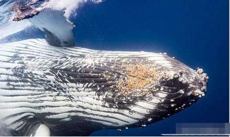 鲸鱼身上多有藤壶寄生, 为什么海豚、鲨鱼身上