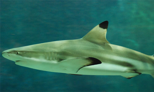 饥饿鲨鲨鱼排名_饥饿鲨所有鲨鱼图片(2)