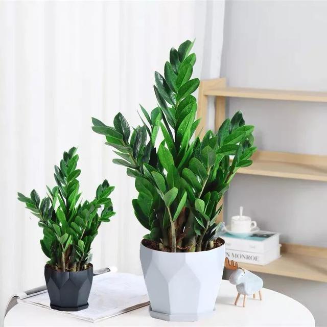 什么状叶茂成语_根深叶茂图片(2)