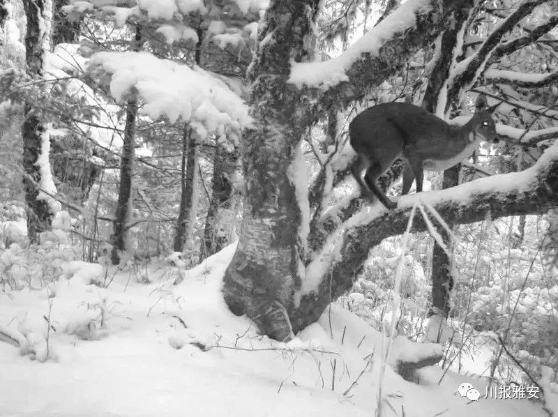 野生动物百科全书等多种野生动物纷纷"出镜"……大熊猫,小熊猫,林麝整