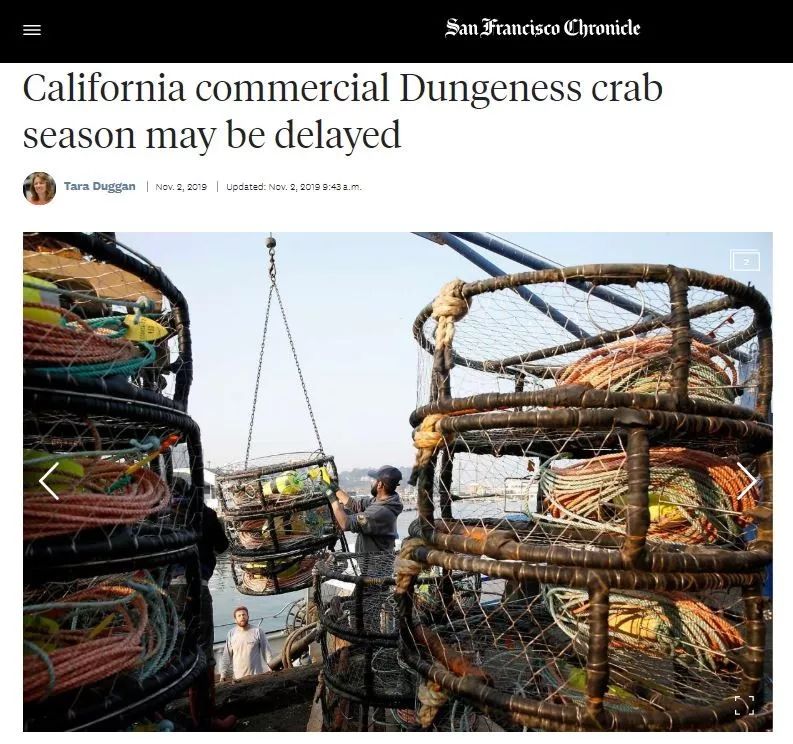 在吃海鲜上绝不认输, 加州瑰宝 肉质鲜嫩肥美的珍宝蟹 dungeness crab