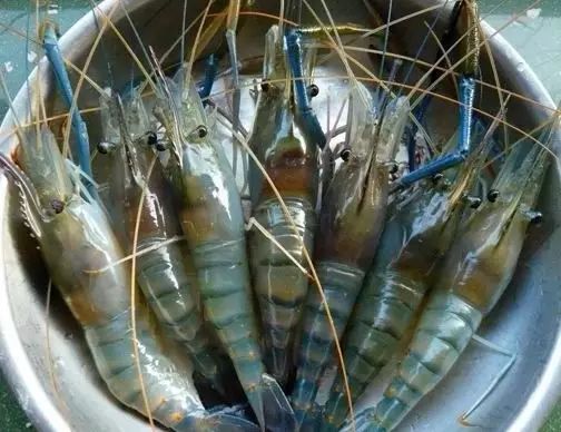 挑选海鲜的小技巧 4c5d8d4335884386a7907f0fe070360b.jpeg