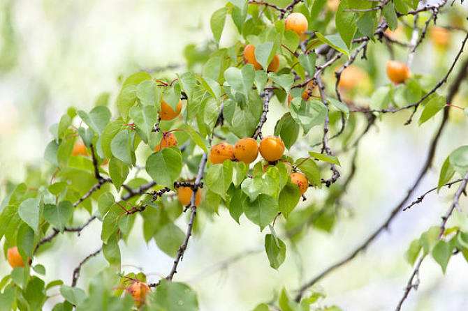 选对优质杏树品种掌握种植技巧来年就高产