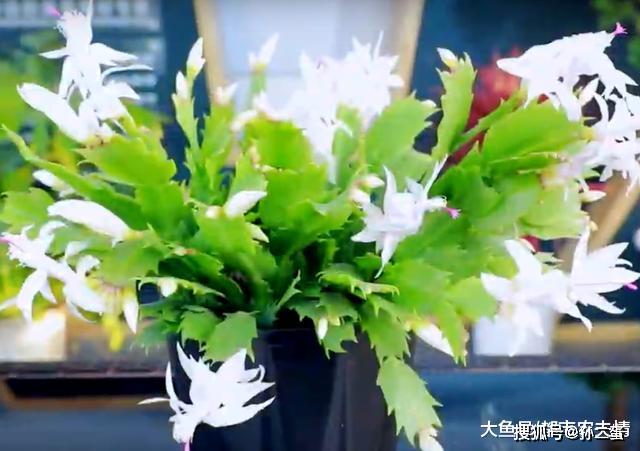 盆栽花卉什么时候换盆最佳 55e73738dd1a4327af35ad3b41d2bc88.jpeg
