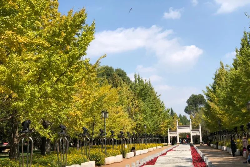 风景图片大全银杏树 59a27cd8c001490fbf8420de8d149a81.jpeg