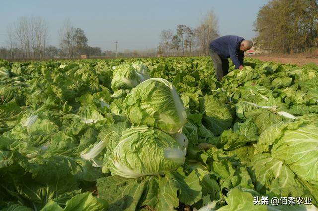 怎么种菜才能丰收 62f8fa8ad87840b89d1765fc6afa9e6f.jpeg