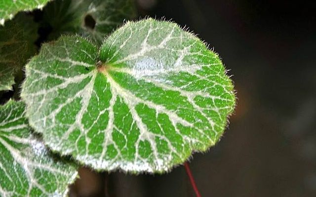 为什么叫老虎草 69f99776bdba4bb18572d4cbac4d2cd6.jpeg