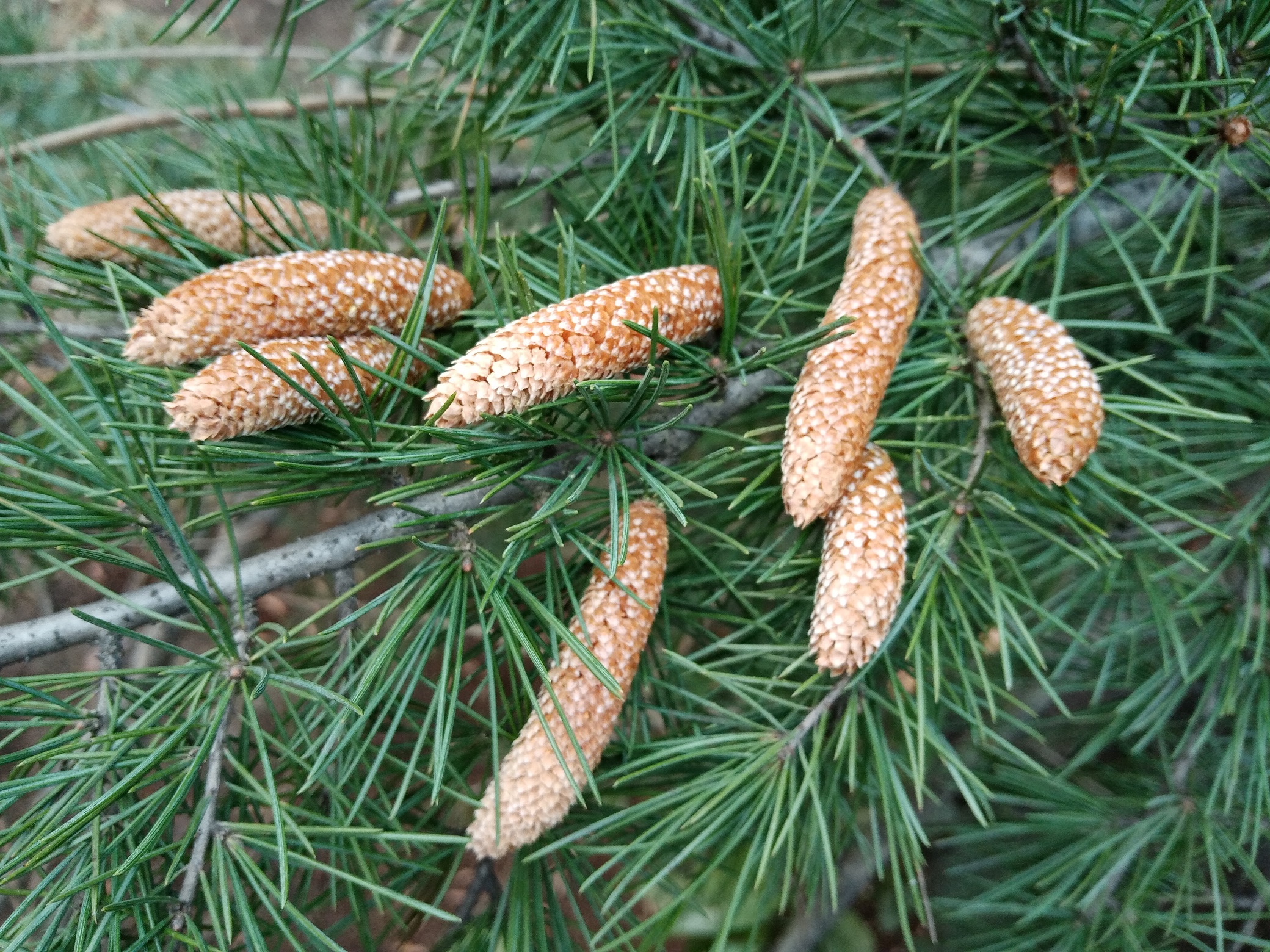 松树为雌雄同株植物,而且孢子叶成球果状排列,形成雌,雄球花.