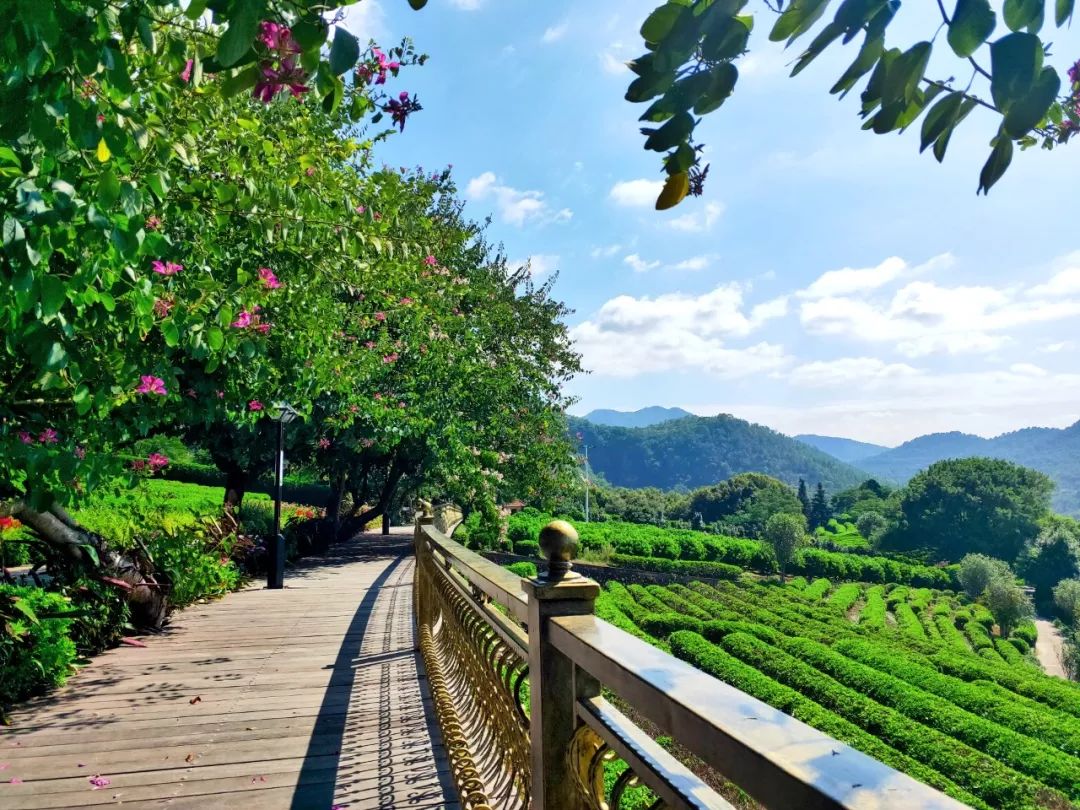 两千亩茶田,桥溪古韵,风景照片曝光…_栈道