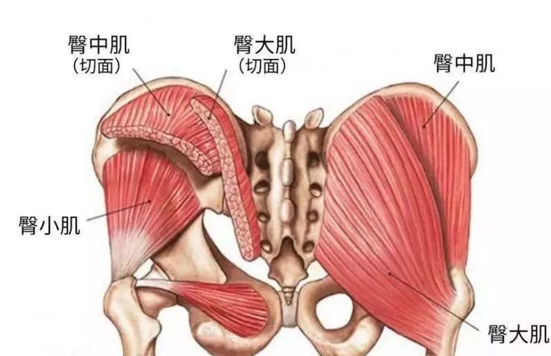 臀大,中,小肌肉解剖图