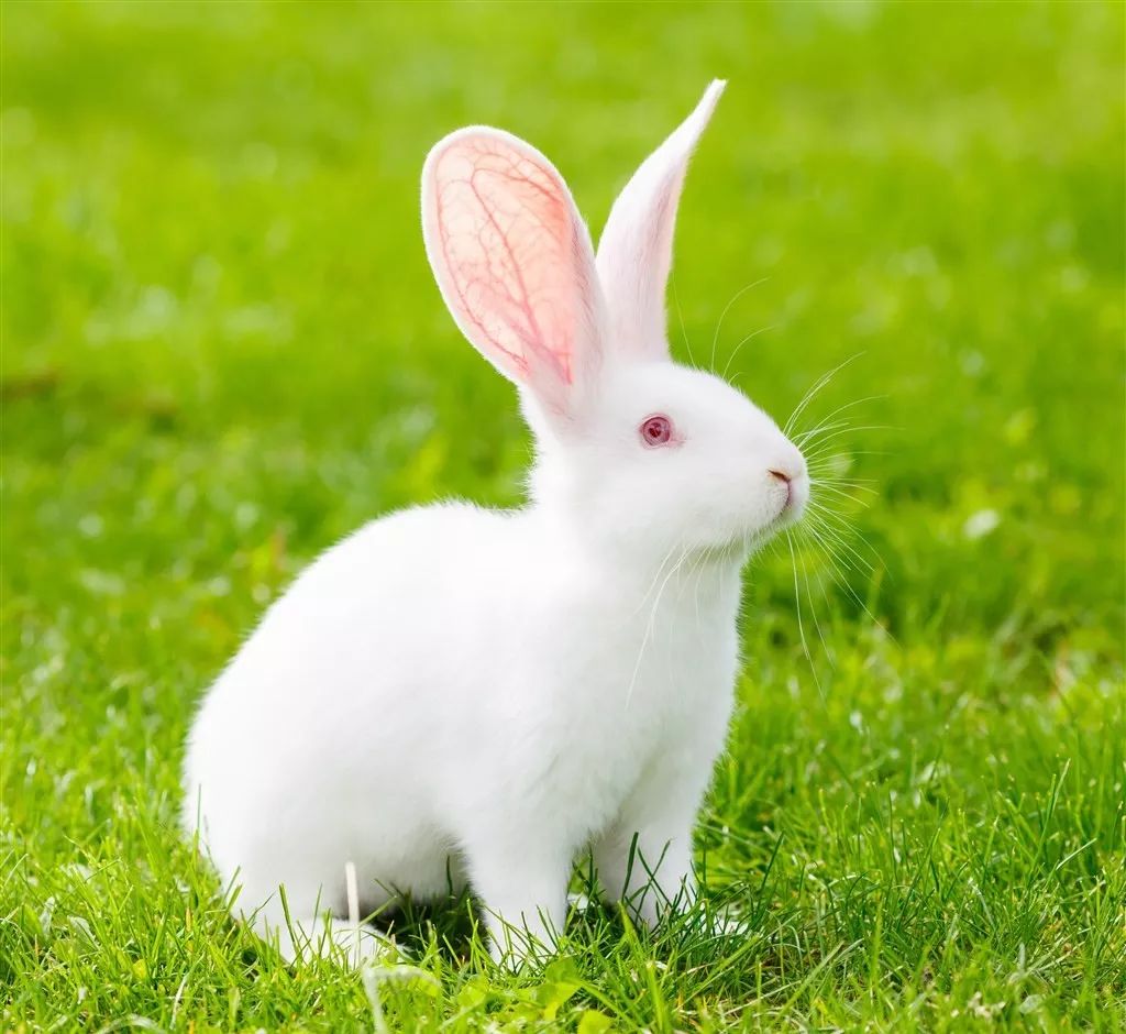 鸡兔布猜成语_看图猜成语(2)