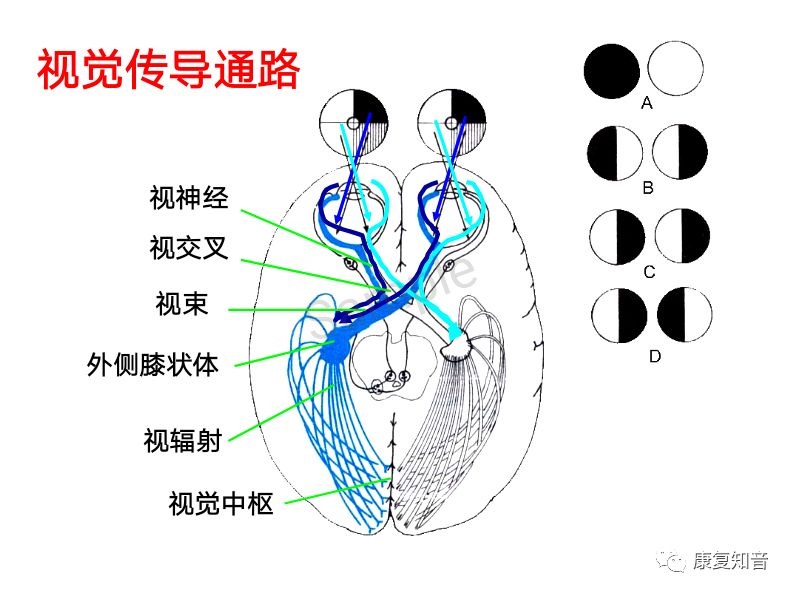 神经系统传导通路