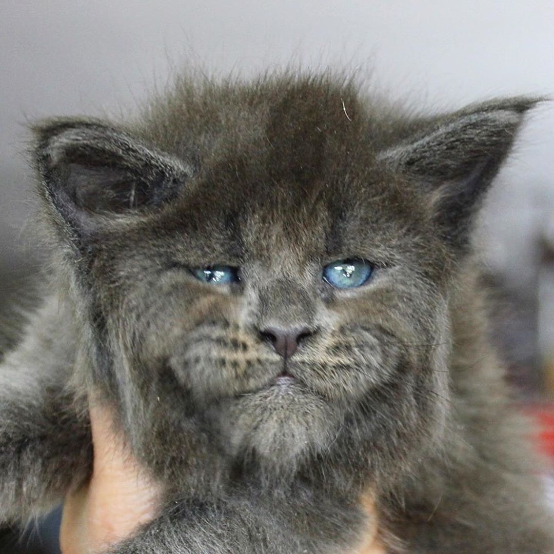 原创缅因猫天生臭脸,皱眉头表情超有戏,被封人脸猫!