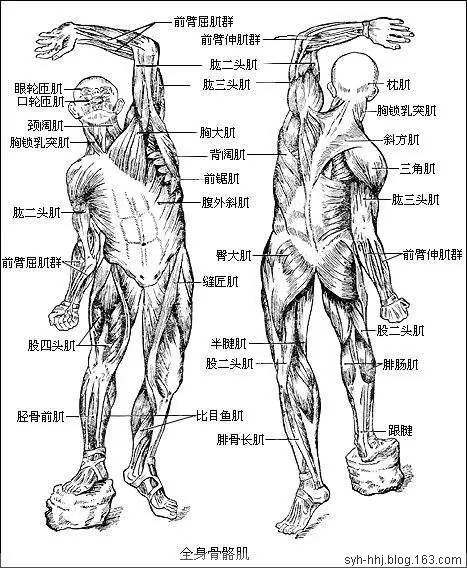 史上最全的人体解剖图（建议收藏）