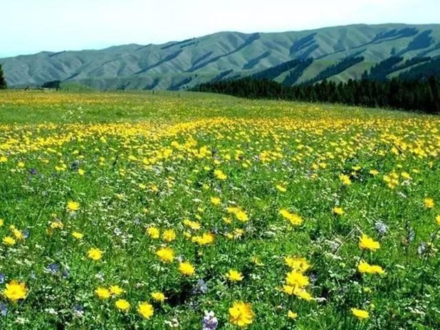 乌鲁木齐南山菊花台草原↓