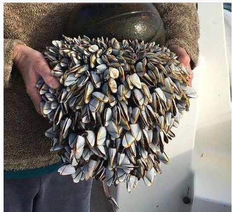 鲸鱼身上多有藤壶寄生, 为什么海豚、鲨鱼身上