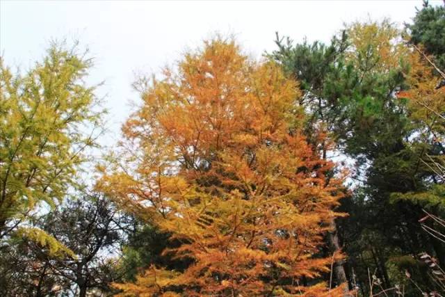 与南洋杉,雪松,日本金松和巨杉合称世界五大公园树.