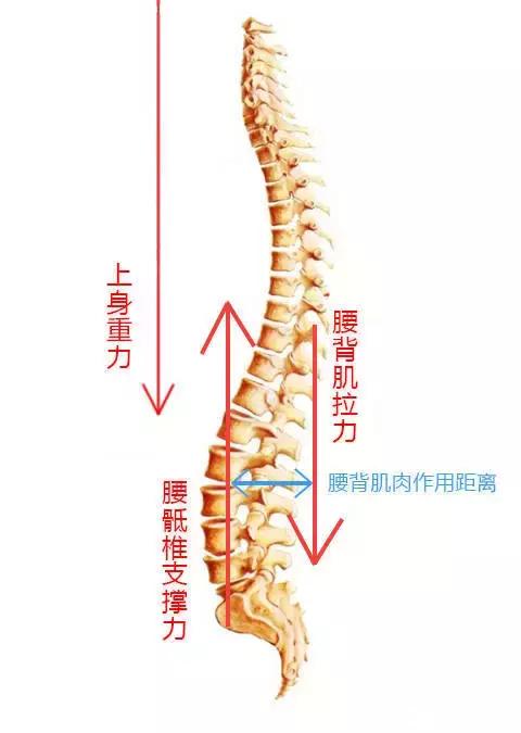 当腰椎的生理曲度变直后,患者的躯干极易受到震动的冲击而受到损伤.