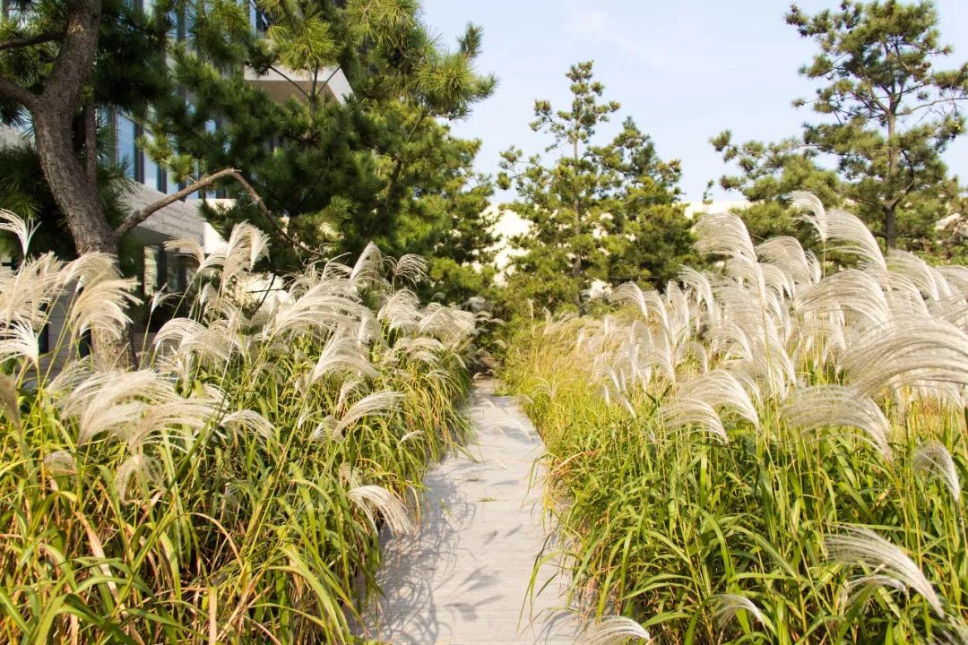 西海岸的这片芦苇花海太美了,如诗如画,在此处打卡再合适不过了