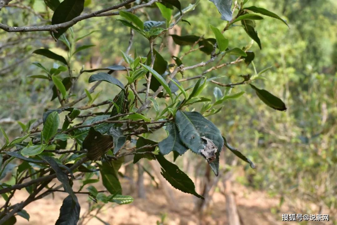 古六大茶山指的是哪几个？普洱茶特点分别是什么？