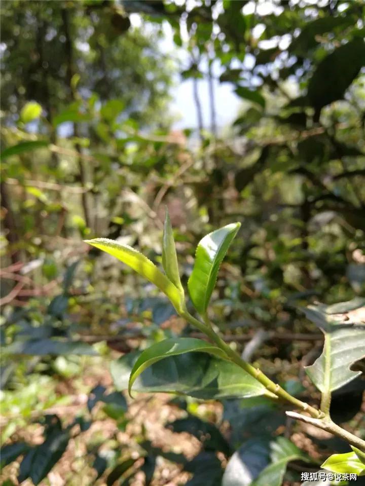 古六大茶山指的是哪几个？普洱茶特点分别是什么？