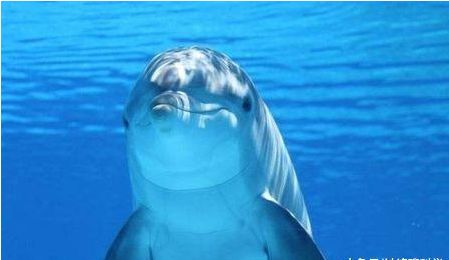 鲸鱼身上多有藤壶寄生, 为什么海豚、鲨鱼身上