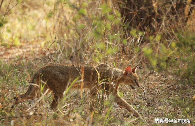 原创长辈口中非常邪乎的野狸子传闻喜欢吃猫曾智杀6米巨蟒