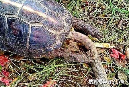 乌龟怎么杀怎么吃 a98e75061c824e7a8c8ffb446dbe22ad.jpeg