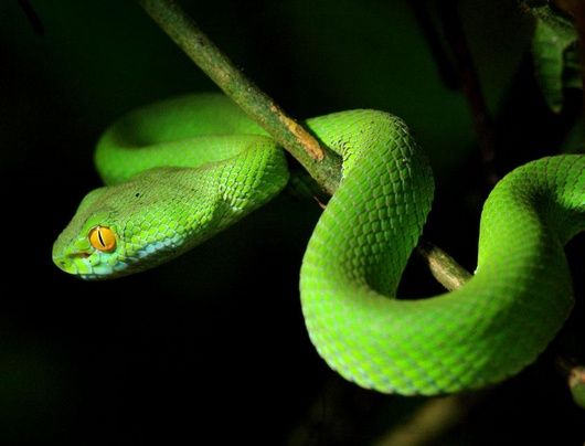 蛇是怎么排上12生肖的 aa6cb97defc543578b0b3bda87ce467c.jpeg