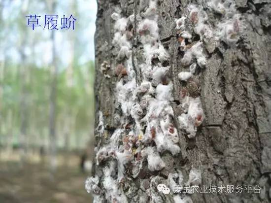 刺吸式口器害虫高清图谱